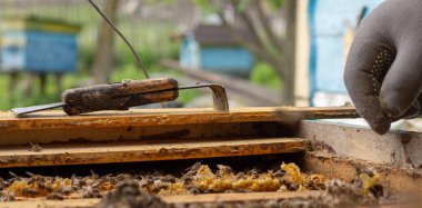 bir kovan bal hücreleri üzerinde çalışan arılar