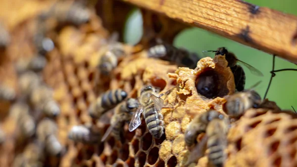 The working bees on honey cells in a hive — Stock Photo, Image