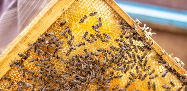 벌집에서 꿀 세포에 작업 꿀벌 — 스톡 사진