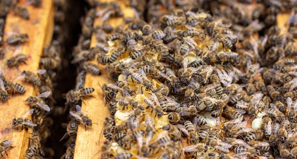 Робочі бджоли на медових клітинах у вулику — стокове фото
