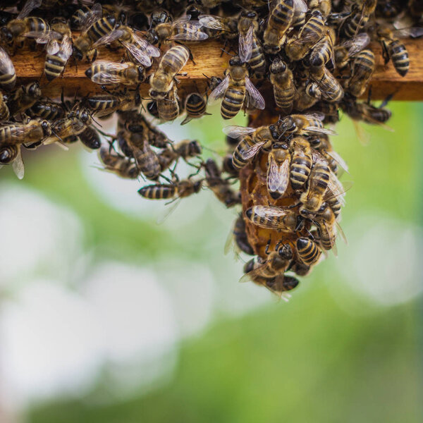 the working bees on honey cells in a hive
