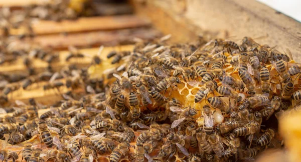 Les abeilles travaillantes sur les cellules de miel dans la ruche — Photo