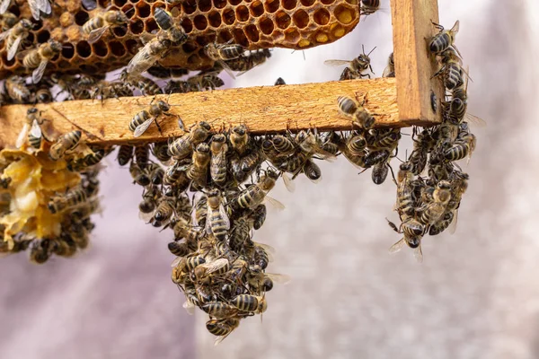 De werkende bijen op honing cellen in een bijenkorf — Stockfoto