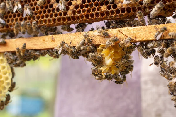 벌집에서 꿀 세포에 작업 꿀벌 — 스톡 사진
