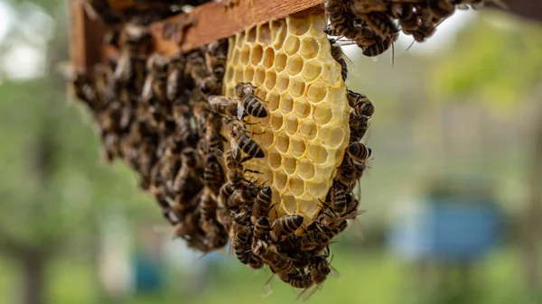 De werkende bijen op honing cellen in een bijenkorf — Stockfoto