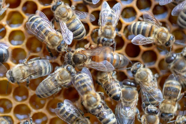 Muitas abelhas que trabalham na superfície das células com mel e larvas. Retrospectiva , — Fotografia de Stock