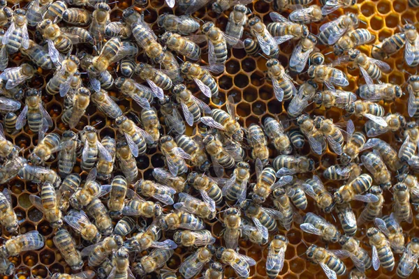 Many working bees on the surface of cells with honey and larvae. Backgound, — Stock Photo, Image