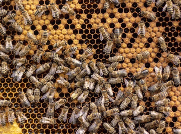 Beaucoup d'abeilles qui travaillent à la surface des cellules avec du miel et des larves. Retour en arrière , — Photo