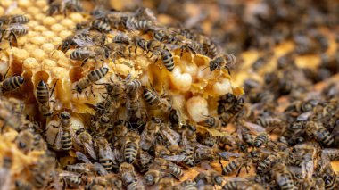 Arılar açık bir kovanda çalışıyor, hangi bir arıcı hizmet vermektedir