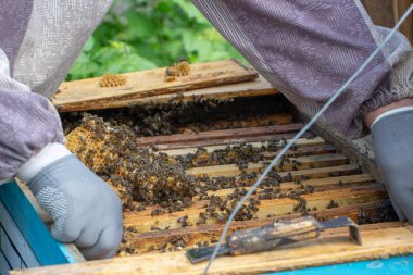 Arılar açık bir kovanda çalışıyor, hangi bir arıcı hizmet vermektedir