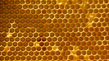 Ballı petek. makro çekim dokusu yakın