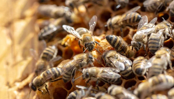 Les abeilles travaillent dans une ruche ouverte, qui sert un apiculteur — Photo