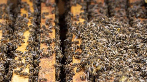 Les abeilles travaillent dans une ruche ouverte, qui sert un apiculteur — Photo