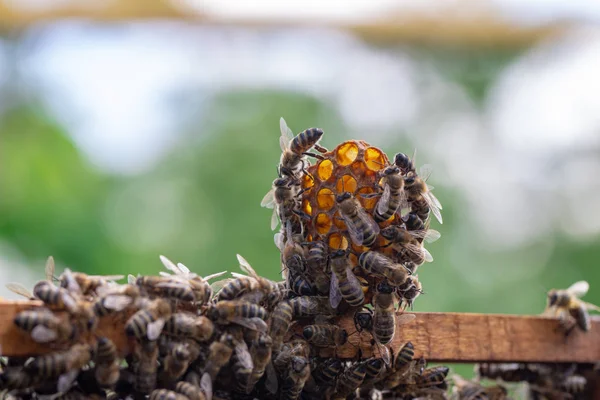 Les abeilles travaillent dans une ruche ouverte, qui sert un apiculteur — Photo