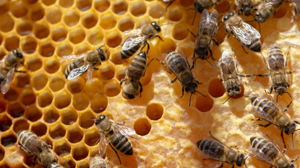 O conceito de apicultura, a textura de uma célula de favo de mel, em que as abelhas se movem e trabalham. terra para trás — Fotografia de Stock