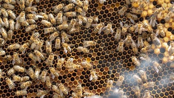 Le concept d'apiculture, la texture d'une cellule en nid d'abeille, sur laquelle les abeilles se déplacent et travaillent. arrière-plan — Photo