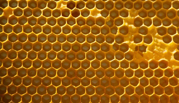 Honingraat met honing. macro-shot textuur close-up — Stockfoto