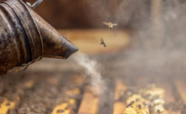 Pszczelarz traktuje gałąź z dymem, aby uspokoić pszczoły przed pracą selektywna koncentracja — Zdjęcie stockowe