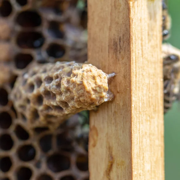 Queen's nest in een bijenkorf. Moeder drank — Stockfoto