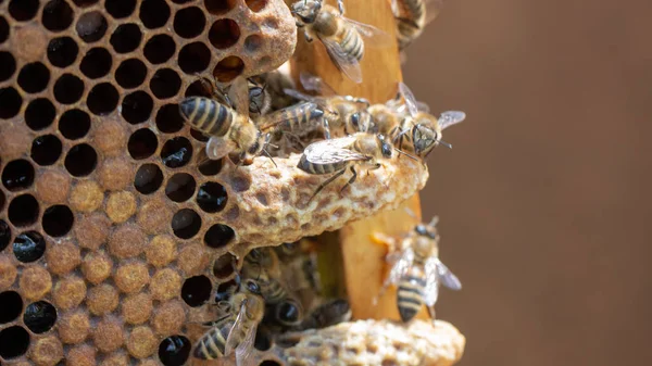 Queen's Nest in a beehive. Mother liquor — Stock Photo, Image