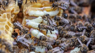 Arı kovanında Larva Bal Arısı ve Arılar.