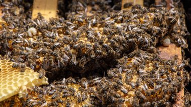 Arılar açık bir kovanda çalışıyor, hangi bir arıcı hizmet vermektedir