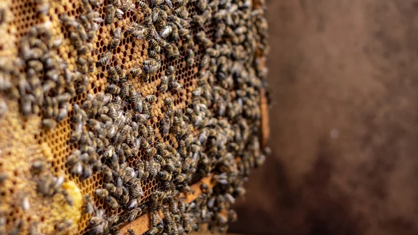Bees are working in an open hive, which serves a beekeeper — Stock Photo, Image