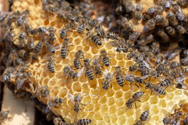 Les abeilles travaillent dans une ruche ouverte, qui sert un apiculteur — Photo