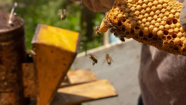 Bienen arbeiten in einem offenen Bienenstock, der einem Imker dient — Stockfoto