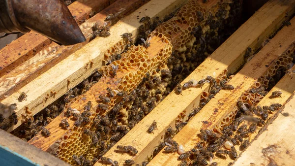 Бджоли працюють у відкритому вулику, який обслуговує бджоляра — стокове фото