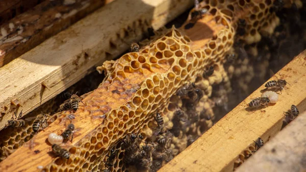 Bees are working in an open hive, which serves a beekeeper — Stock Photo, Image