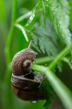 Yaz aylarında Bahçede Bitki Yaprağı üzerinde Salyangoz yakın