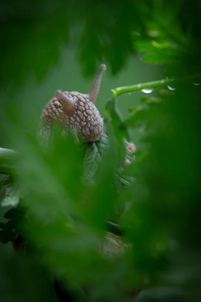 Csigák Plant Leaf a kertben nyáron közelről — Stock Fotó