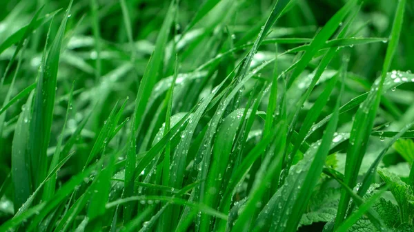 Verde hierba fresca en las gotas de textura de rocío — Foto de Stock