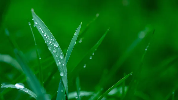 Herbe fraîche verte dans les gouttes de texture de rosée — Photo