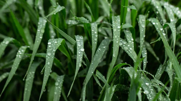 Grama fresca verde nas gotas de textura de orvalho — Fotografia de Stock