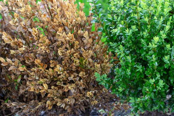 Ветки и листья боксвуда желтеют из-за повреждения сосания . — стоковое фото