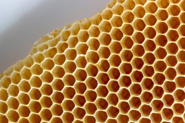 Arılar tarafından inşa edilen boş balmumu peteklerin dokusu, insan müdahalesi olmadan