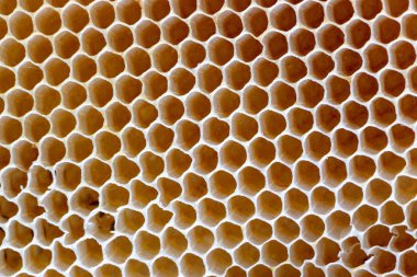 Arılar tarafından inşa edilen boş balmumu peteklerin dokusu, insan müdahalesi olmadan