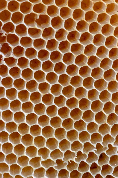 인간의 개입없이 꿀벌에 의해 만들어진 빈 왁스 벌집의 질감 — 스톡 사진
