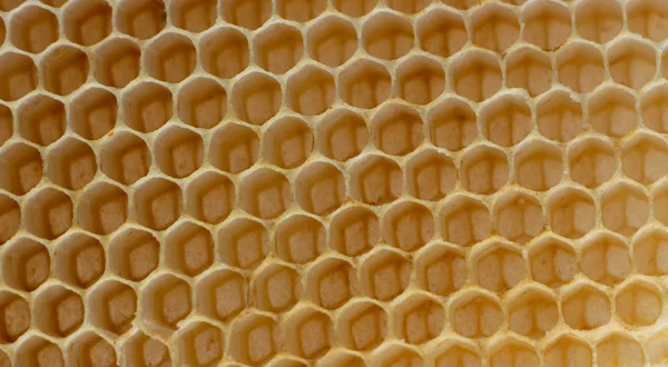 La textura de los panales de cera vacíos construidos por las abejas, sin la participación humana —  Fotos de Stock