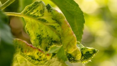 Elma ağacı yangın patlama veya diğer enfeksiyon veya hastalık tarafından yaprakları