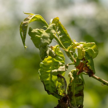 Taphrina deformans, şeftali mantar hastalıkları yakın.
