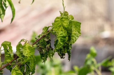 Taphrina deformans, şeftali mantar hastalıkları yakın.