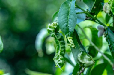 Taphrina deformans, şeftali mantar hastalıkları yakın.