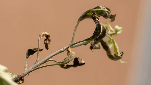 Erwinia amylovora bacteria que provocó la enfermedad, quemadura bacteriana de brotes jóvenes del manzano Imagen De Stock