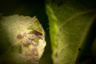 Yaprak biti, bir haşere, bir elma ağacı dalı üzerinde. Böcek bitkinin meyve sularından beslenir, yaprakları yok eder, hastalıkları yayır ve hasadı azaltır..