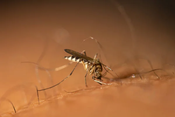 Mosquito bebe sangre de una persona macro — Foto de Stock