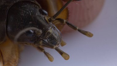 Insan elinde Gryllotalpa gryllotalpa köstebek kriket