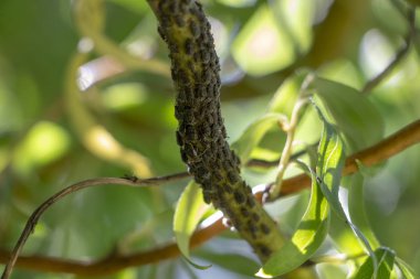 bir ağaç dalı yeşil kabuğu üzerinde siyah yaprak biti